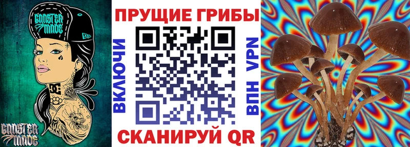 Псилоцибиновые грибы Psilocybine cubensis  купить  цена  mega как зайти  Волгоград 